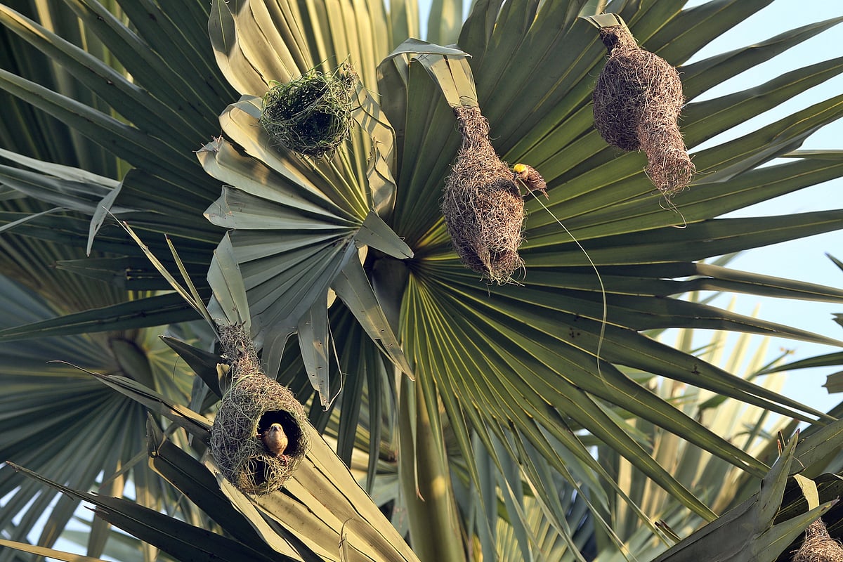 বাসা তৈরি করতে ব্যস্ত এক বাবুই পাখি। 