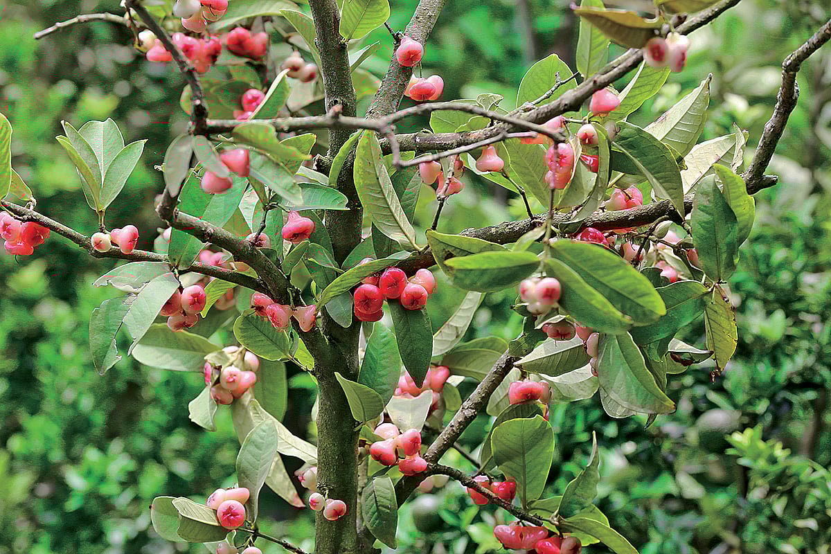 ছবি: সৈয়দ জাকির হোসেন  
