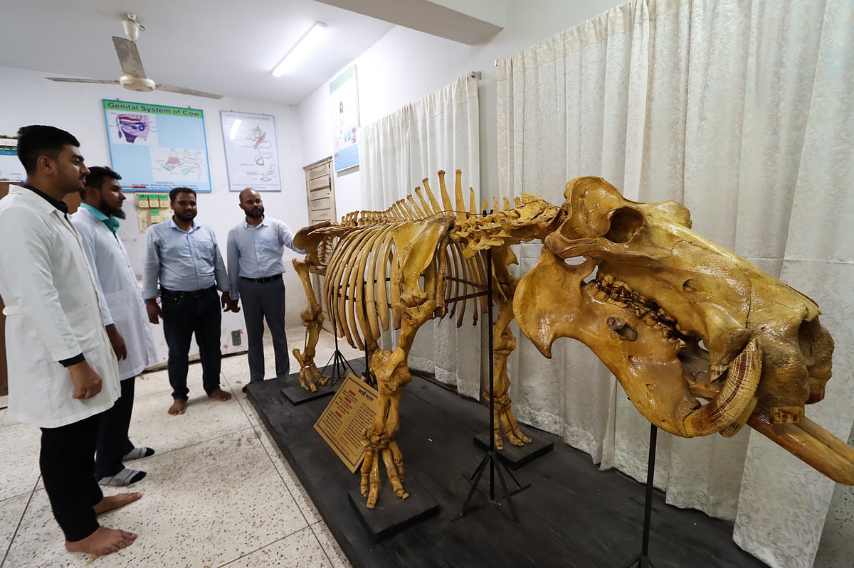 ছবি: সাইয়ান