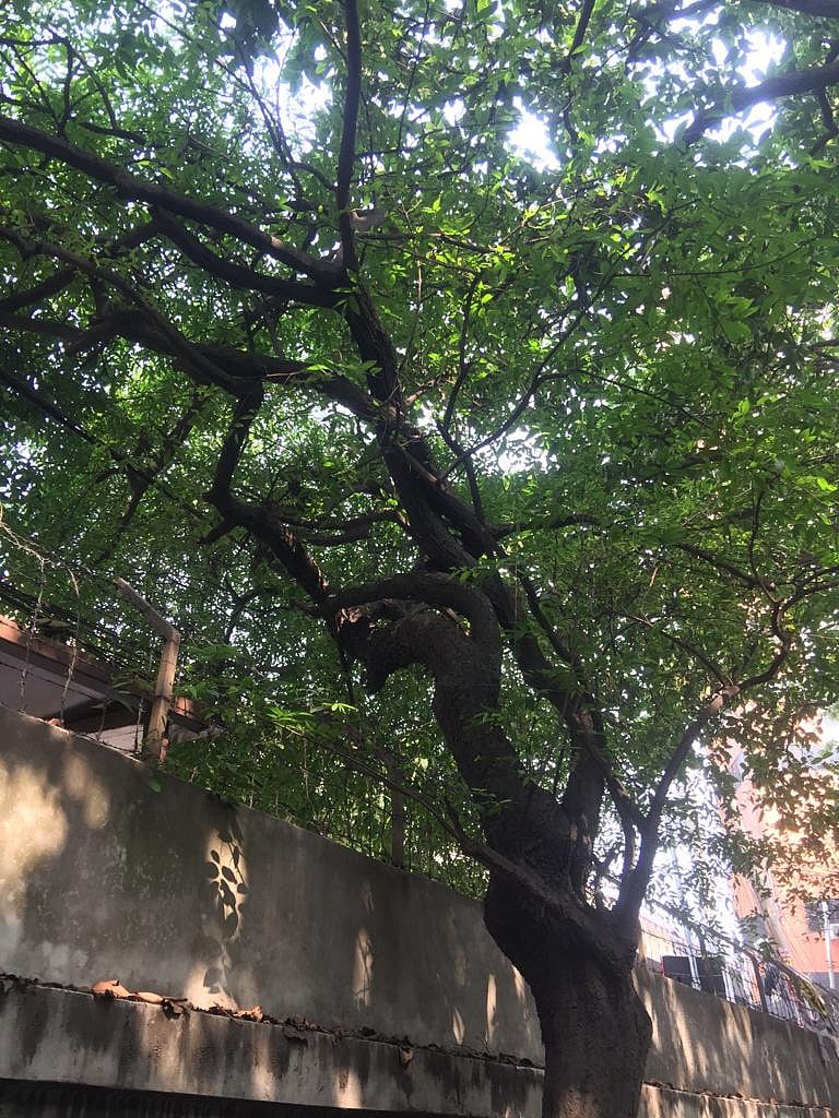 ছবি: প্রথম আলো