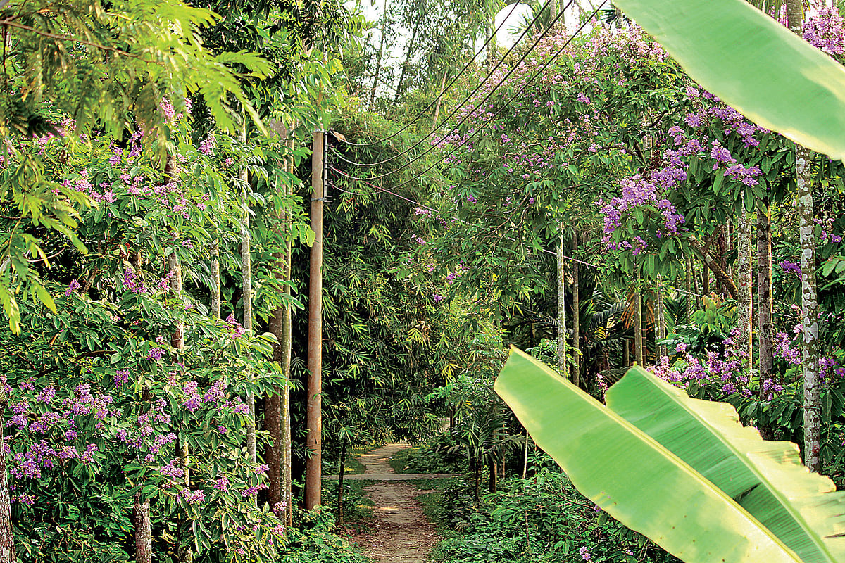 ছবি: প্রথম আলো