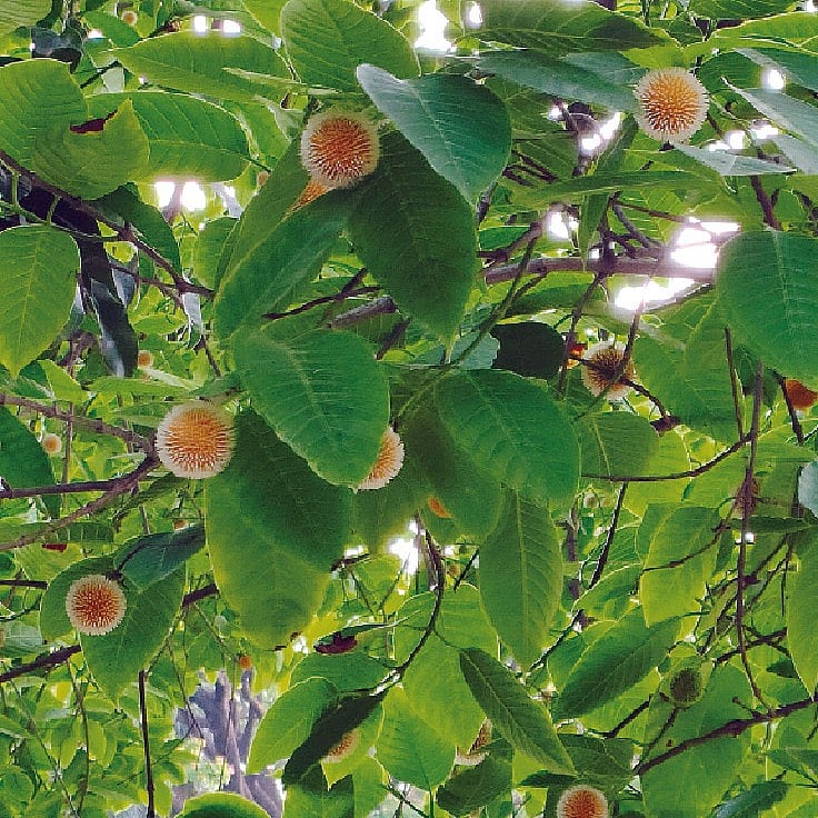 ছবি: তাজমুন নাহার