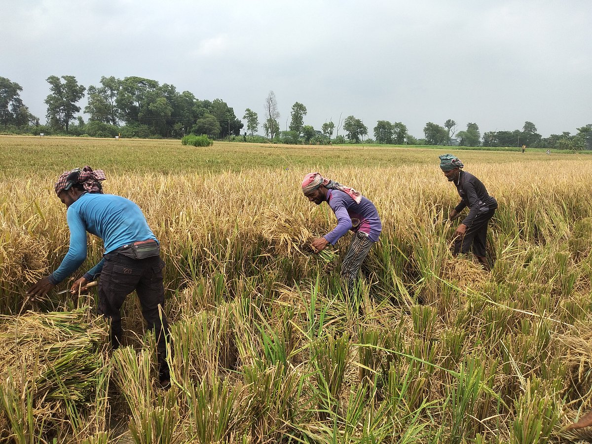 ফাইল ছবি: প্রথম আলো