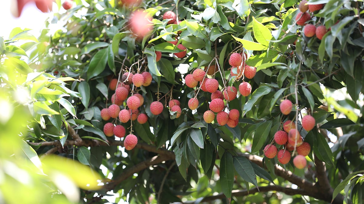 ছবি: প্রথম আলো