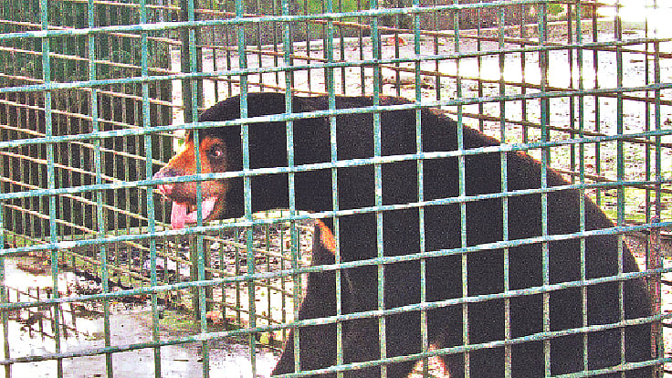 ছবি: অমর্ত্য গালিব চৌধুরী