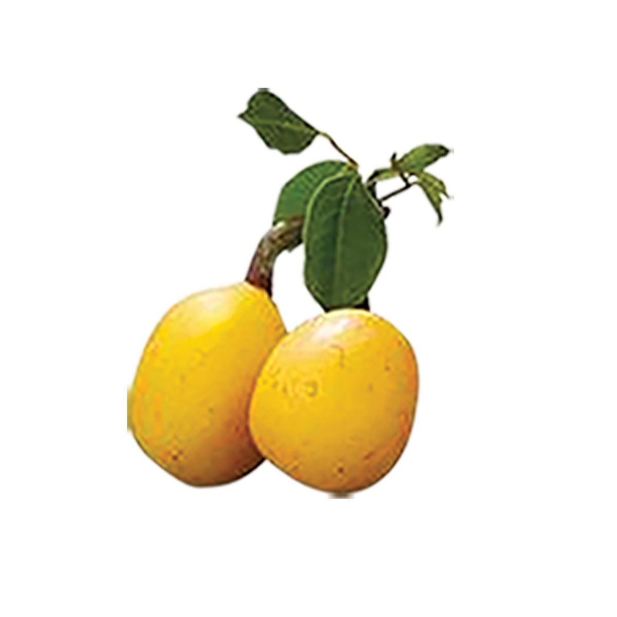 এই ফল থেকে তৈরি হয় মেরুলা অয়েল