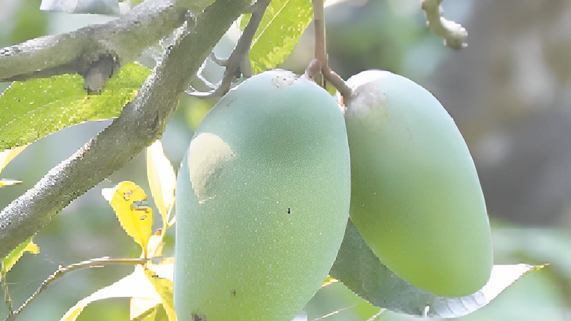 ছবি: প্রথম আলো