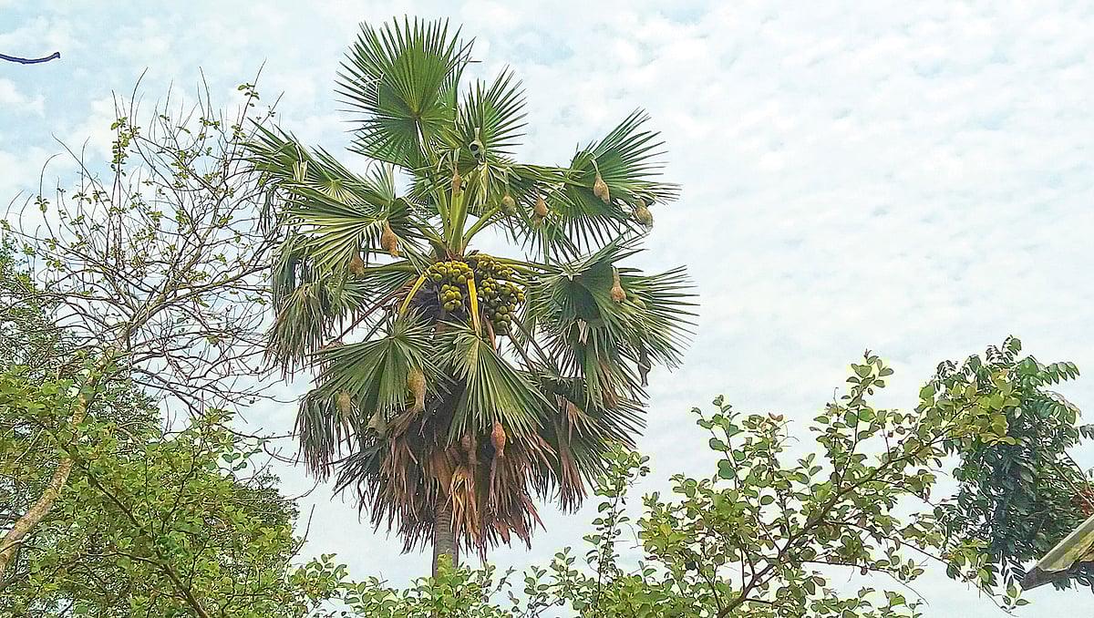 ছবি: প্রথম আলো