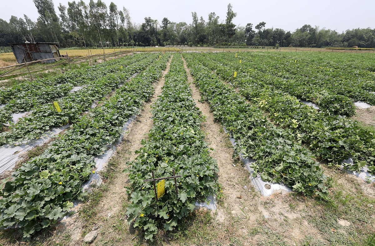 সাম্মাম ফল গ্রীষ্মকালীন ফল