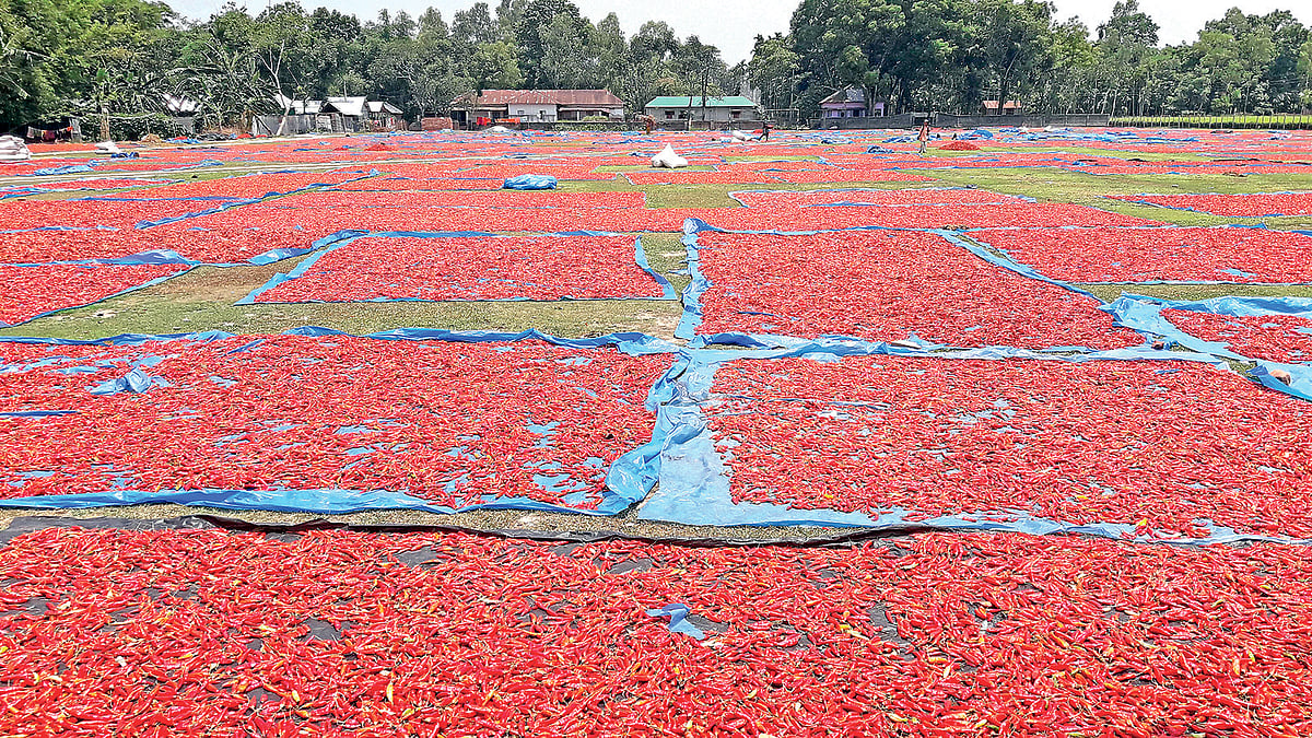 ছবি: প্রথম আলো  