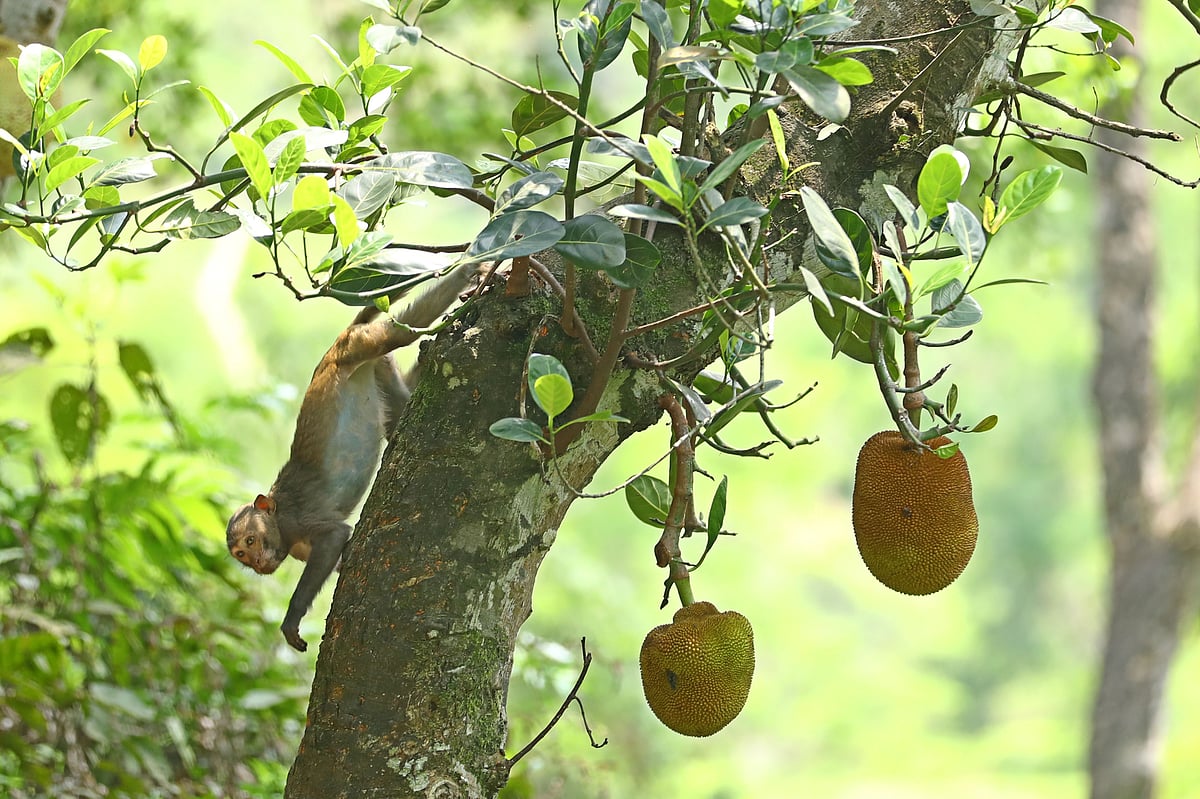 কাঁঠালগাছে উঠেছে এক বানরশাবক। 