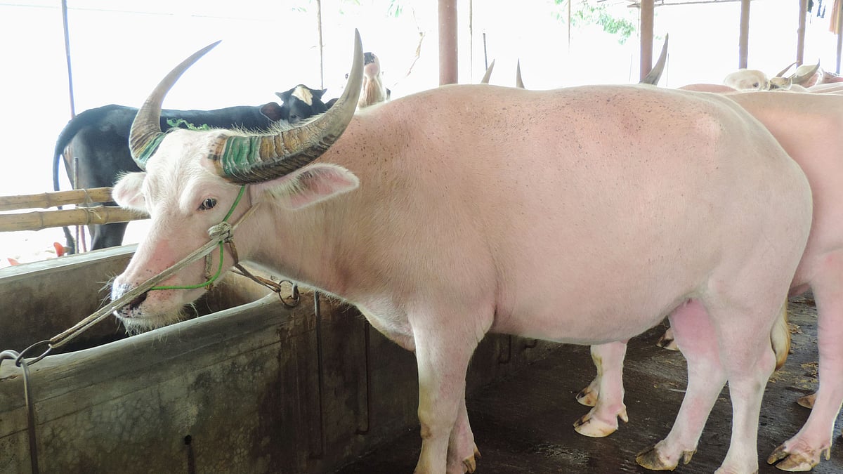 ছবি: প্রথম আলো