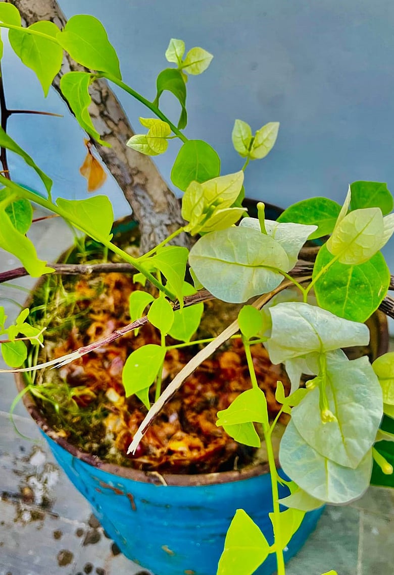 রান্নাঘরের বর্জ্য দিয়েই যেভাবে গাছের যত্ন নিতে পারেন