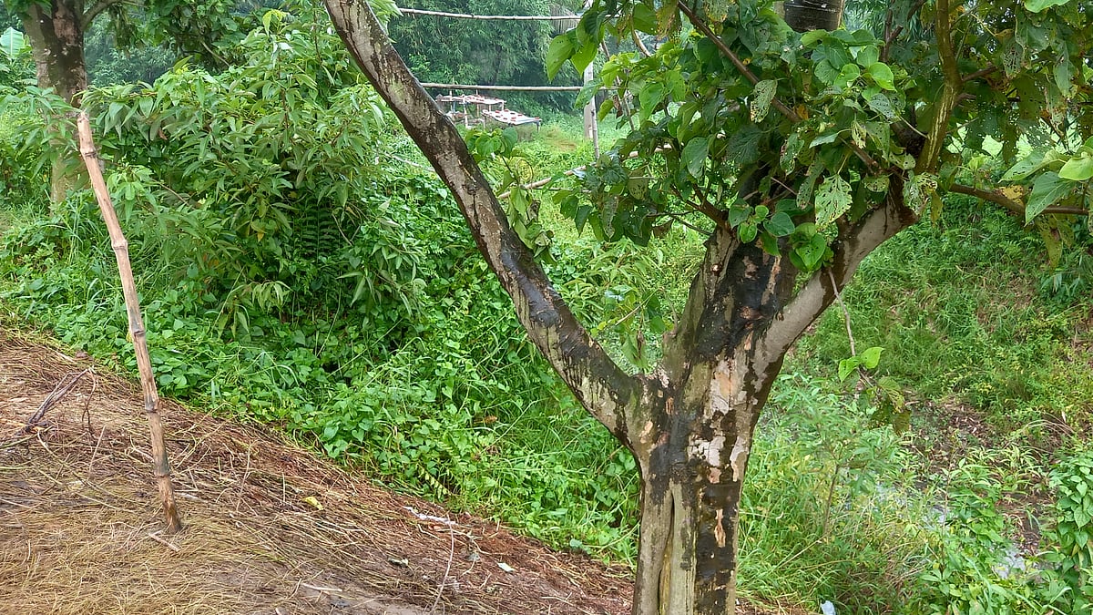 ছবি: প্রথম আলো