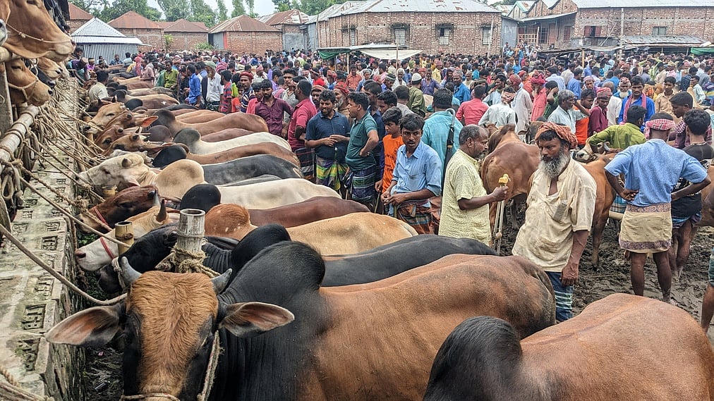 কোরবানির পশু কেনার আগে ও পরে কী করবেন