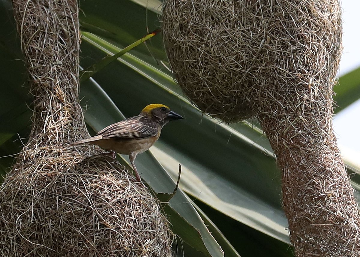 বাসা বোনার সময় চারদিকে নজর রাখে বাবুই 