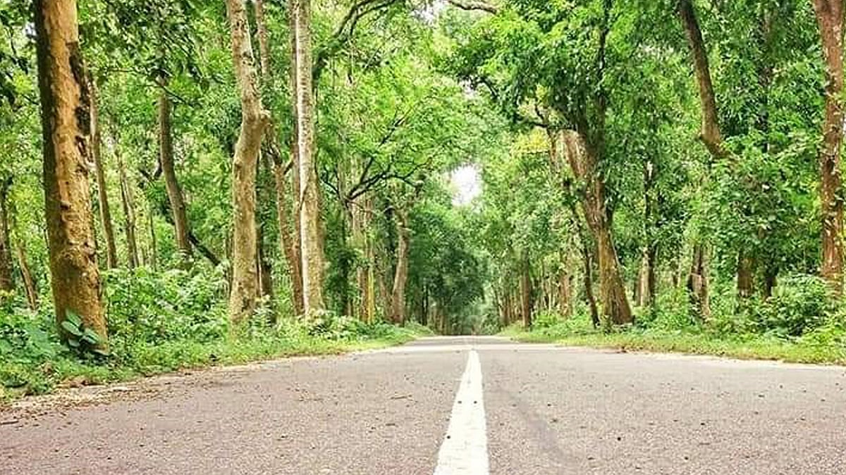 হাতির পালের পথ ধরে