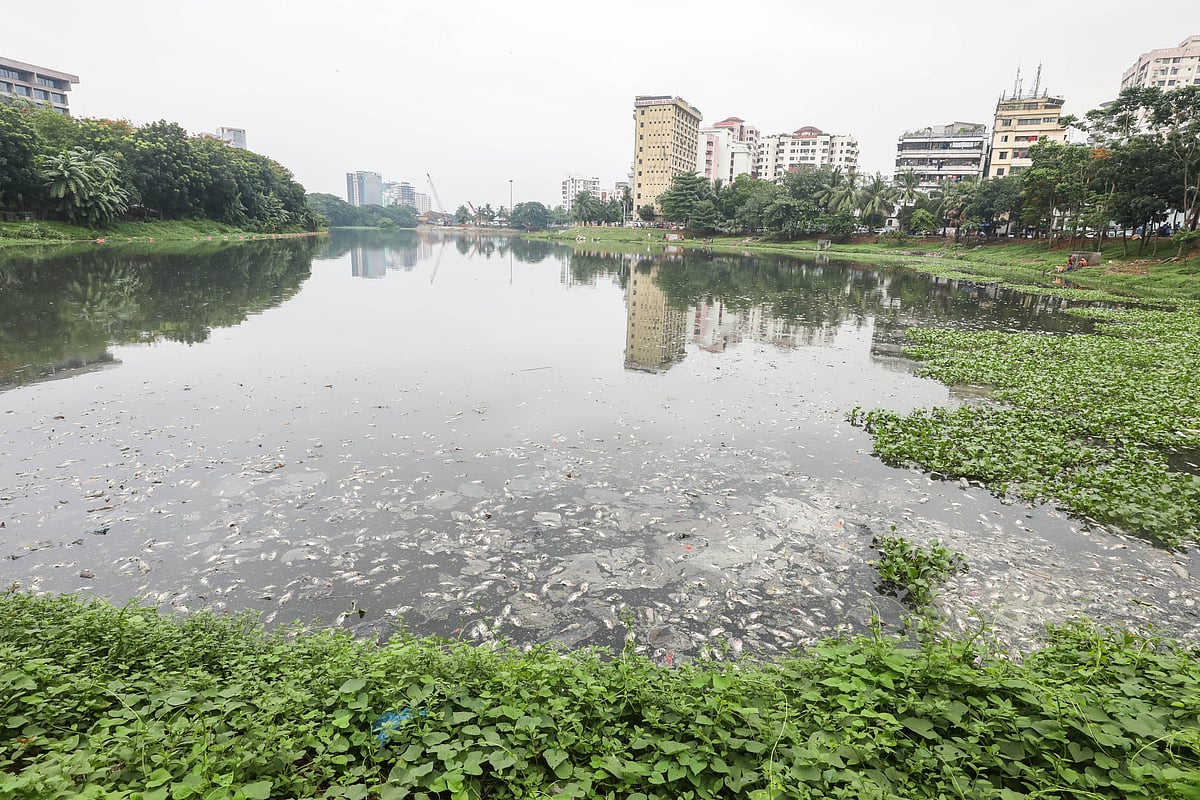 হোটেল প্যান প্যাসিফিক সোনারগাঁওয়ের পেছনের অংশে হাতিরঝিলে ভেসে আছে শত শত মরা মাছ।