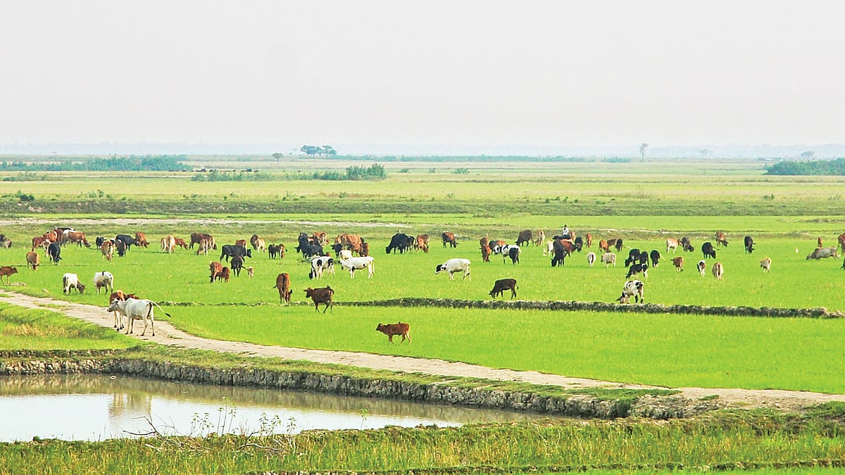 ছবি: তাফসিলুল আজিজ