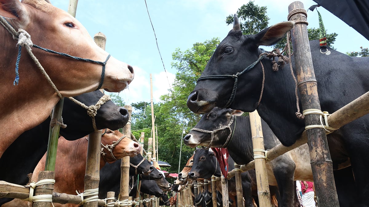 ছবি: প্রথম আলো 