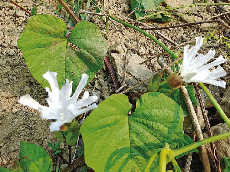  ছবি: লেখক