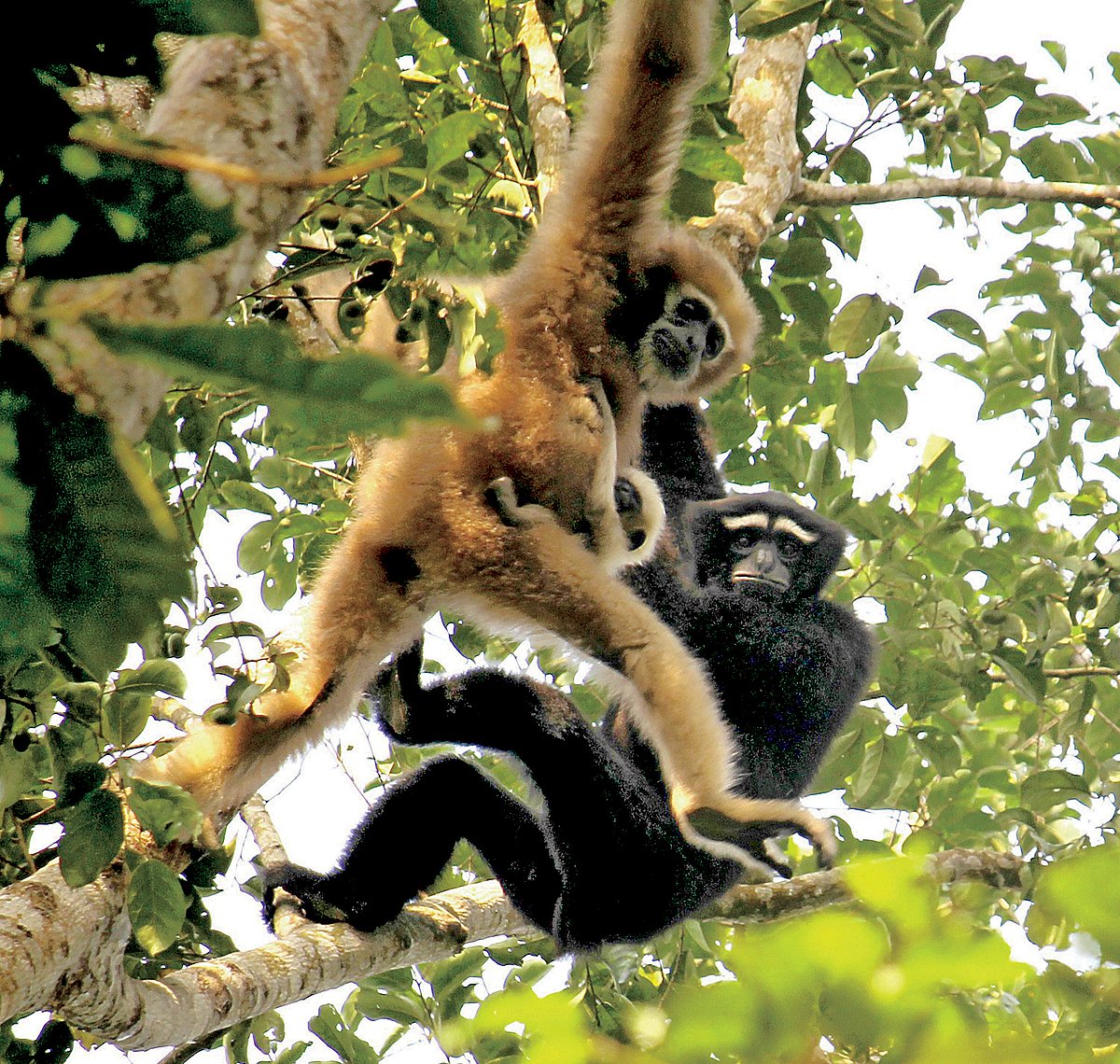 ছবি: তারিক কবির