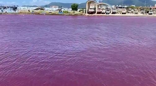 ছবি: ইলি জাভ্রাগিউয়ের টুইটার হ্যান্ডেল থেকে