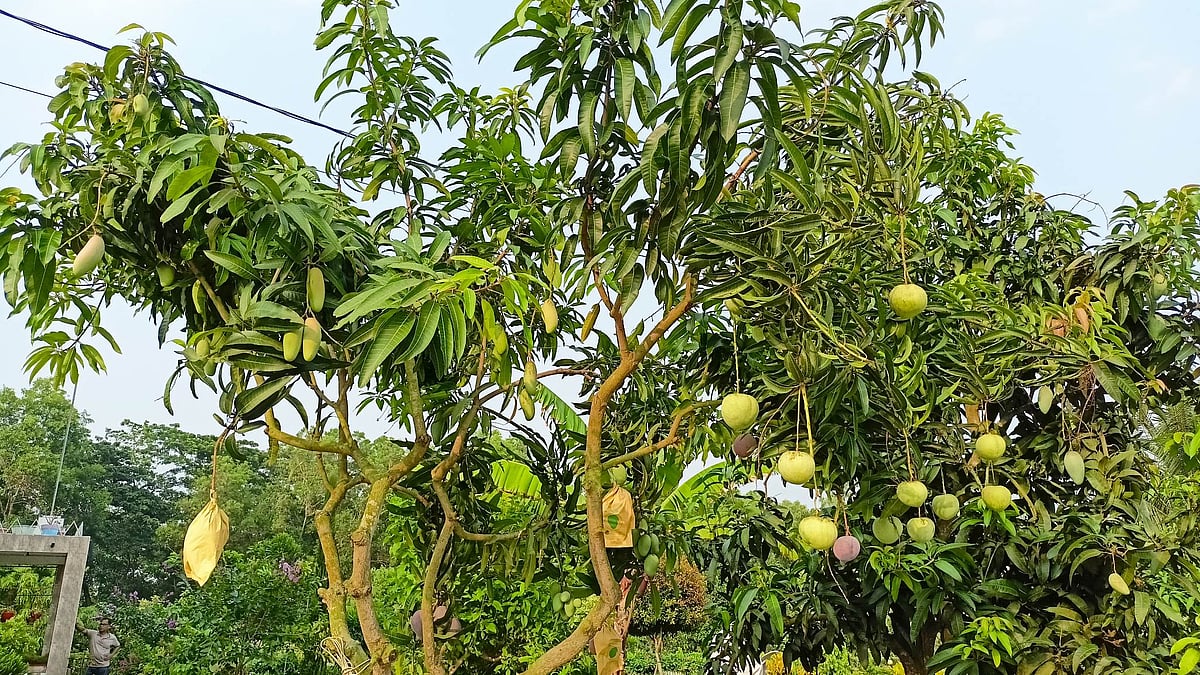 ছবি: প্রথম আলো