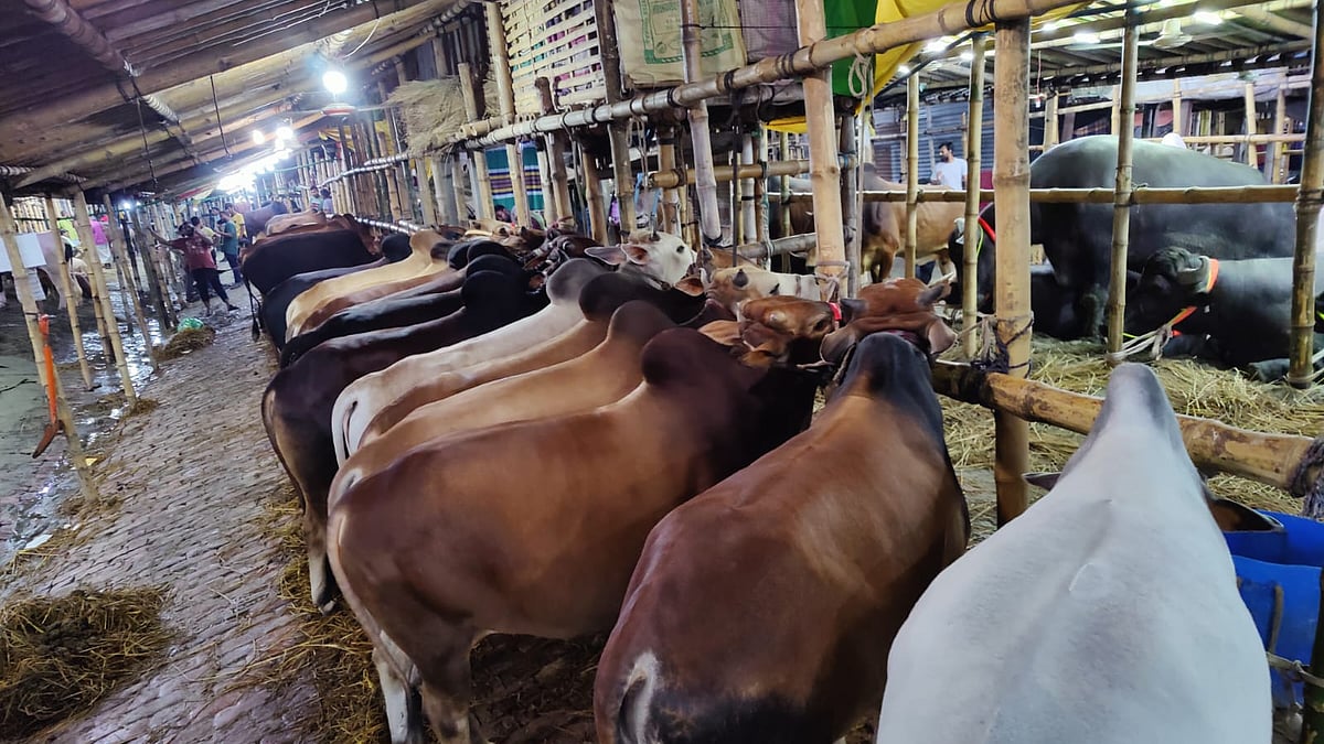 ছবি: প্রথম আলো