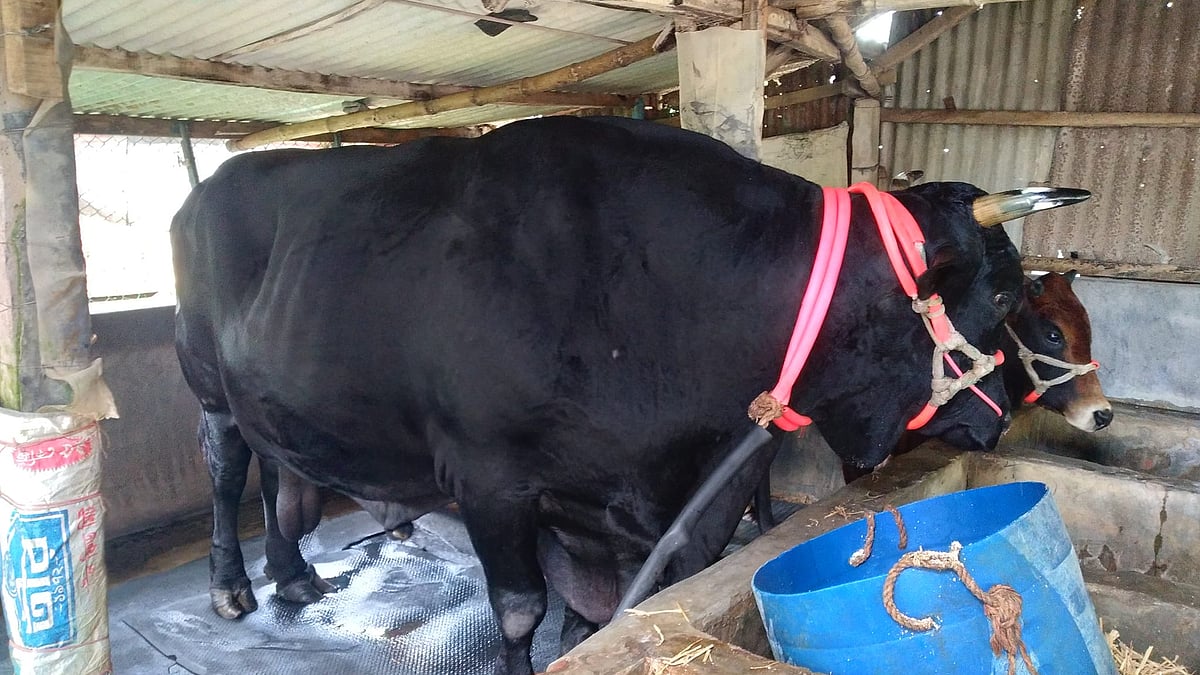 ছবি: প্রথম আলো