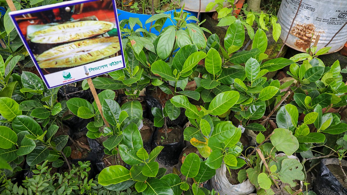 ছবি: তানভীর আহাম্মেদ