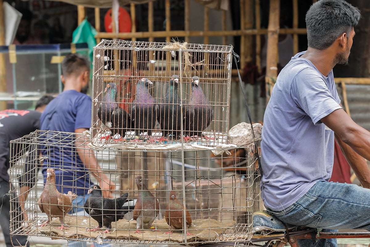 খাঁচা ভরা কবুতর আনা হয়েছে বিক্রির জন্য। 