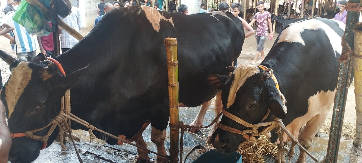 ছবি: প্রথম আলো