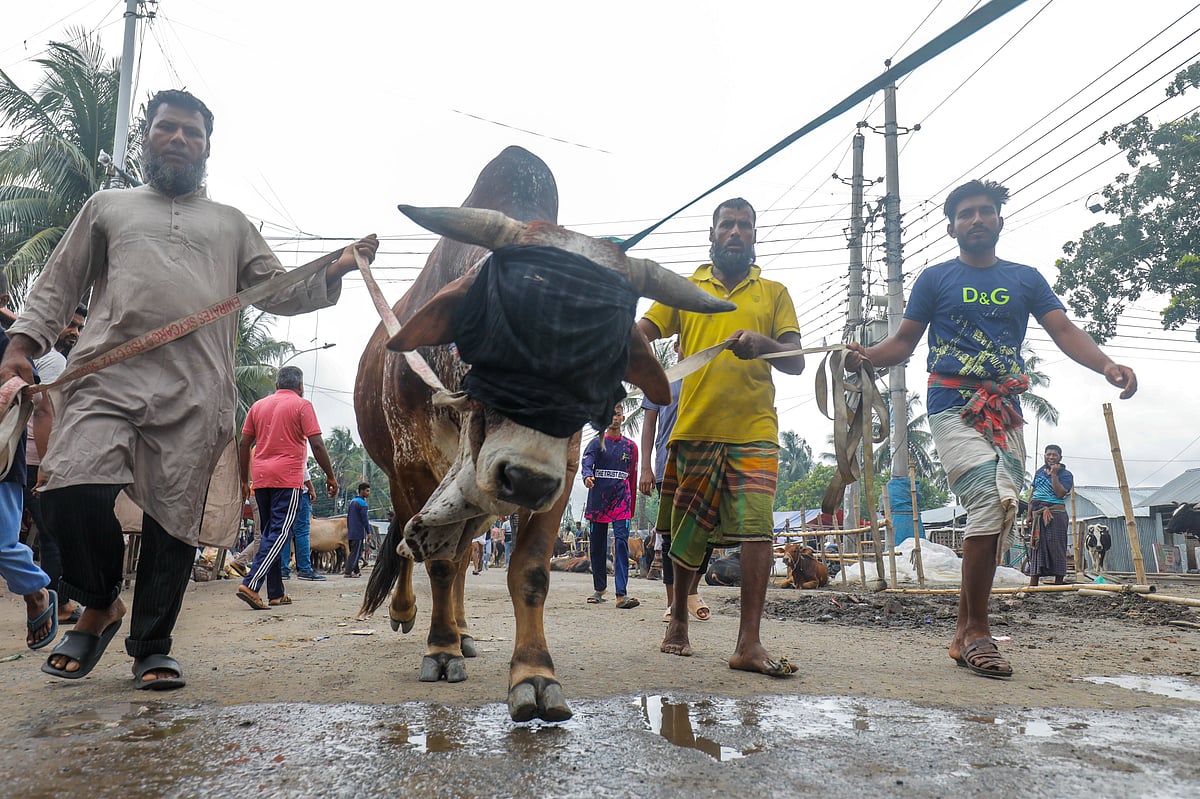 ছবি: সাদ্দাম হোসেন  