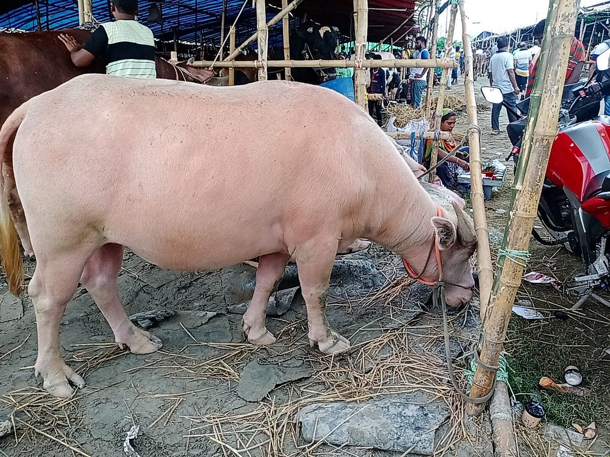 ছবি:  প্রথম আলো