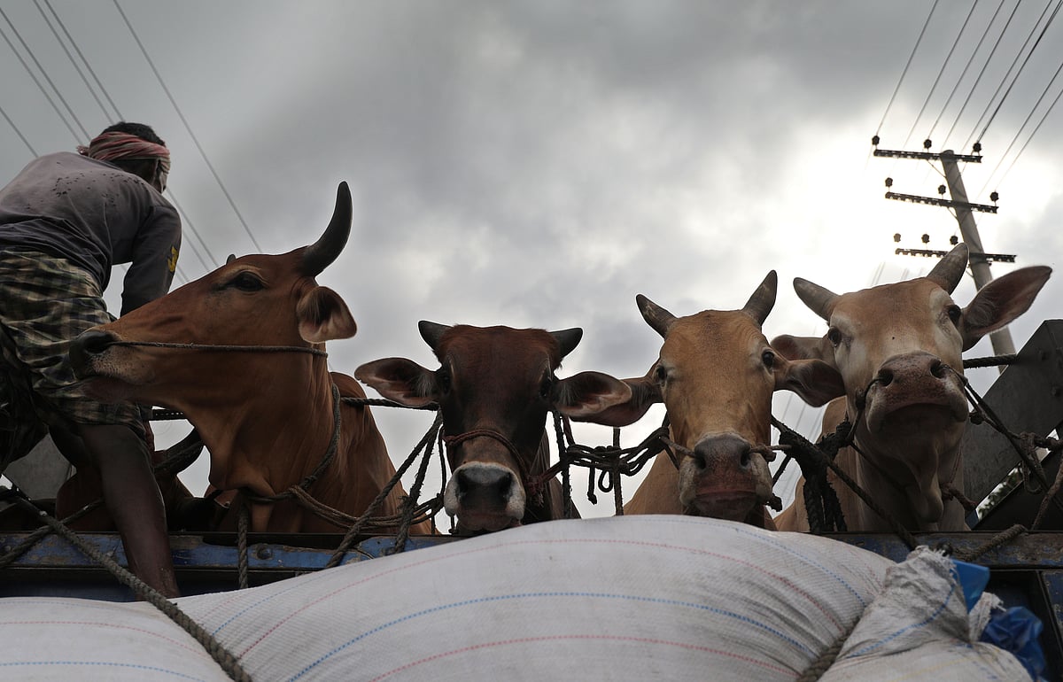 ছবি: জুয়েল শীল