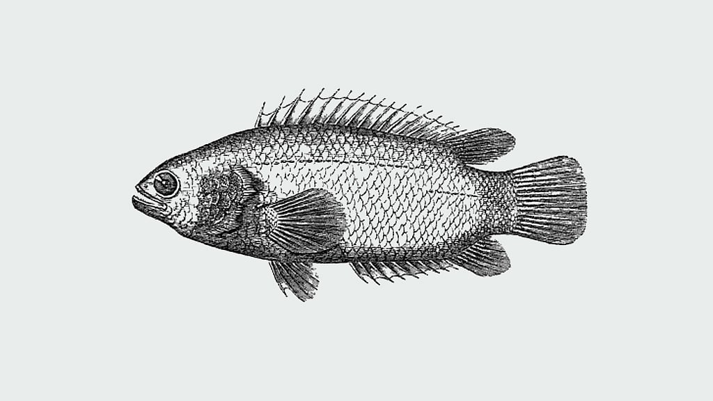 আঁকা: সংগৃহীত