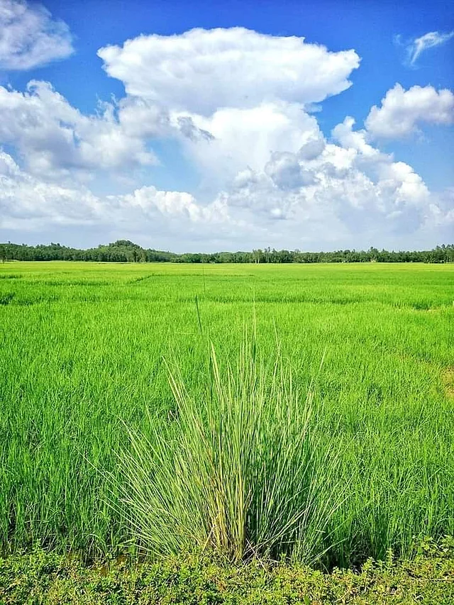 সীমান্তের সবুজ প্রান্তর। ওপারে তুরা শহর।