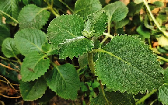 ছবি: লেখক