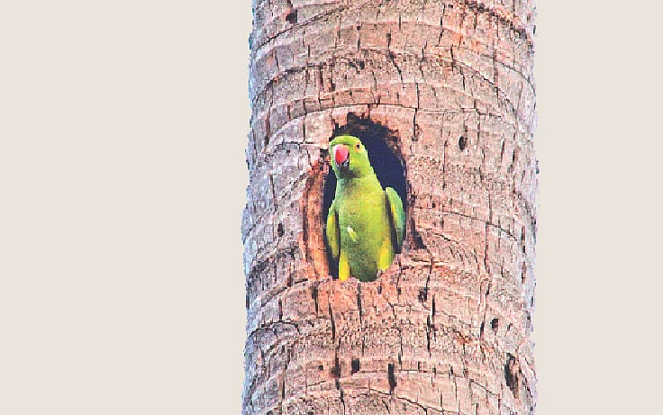 ছবি: এস আই সোহেল