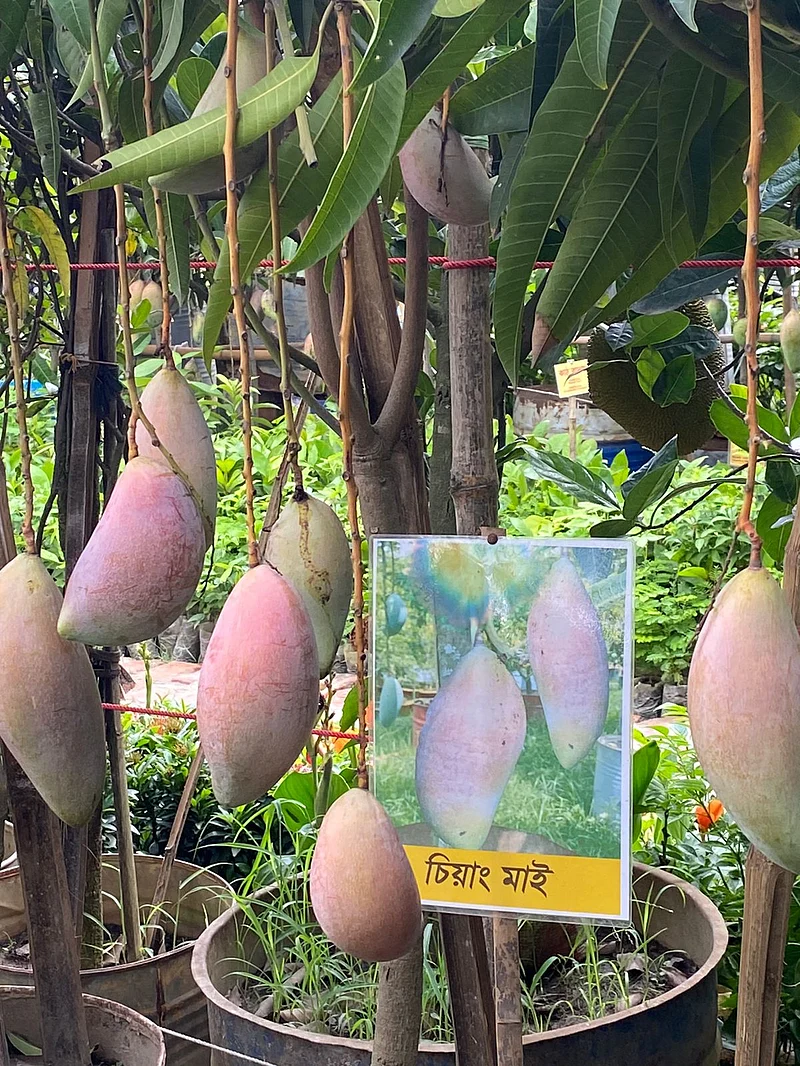 থাইল্যান্ডের প্রজাতি চিয়াং মাই