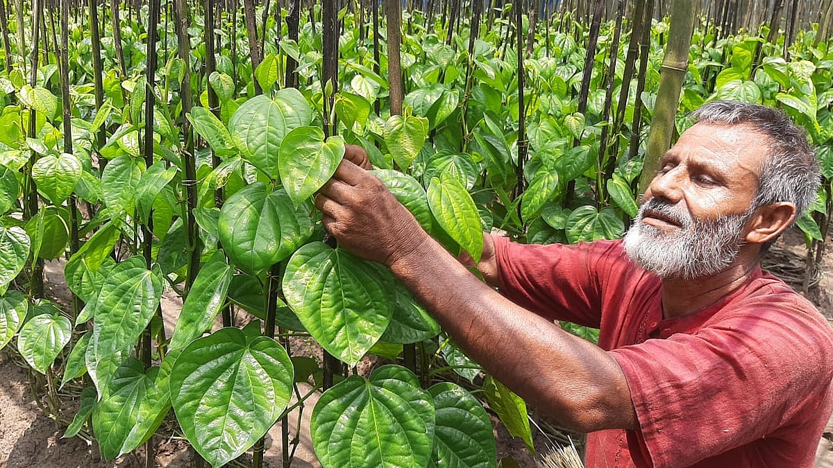  ছবি: প্রথম আলো