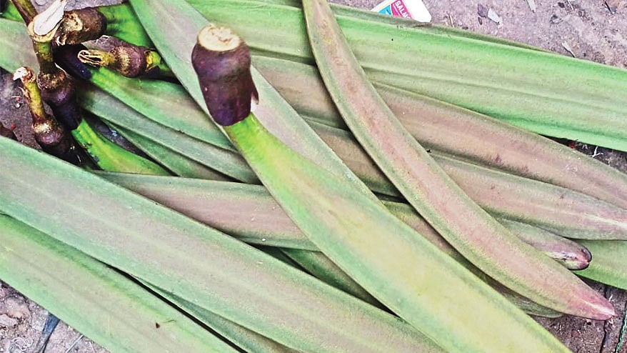 ছবি:সুপ্রিয় চাকমা