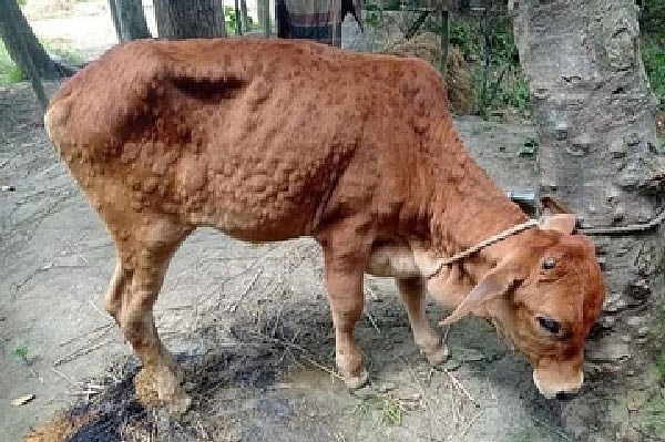 ছবি: প্রথম আলো