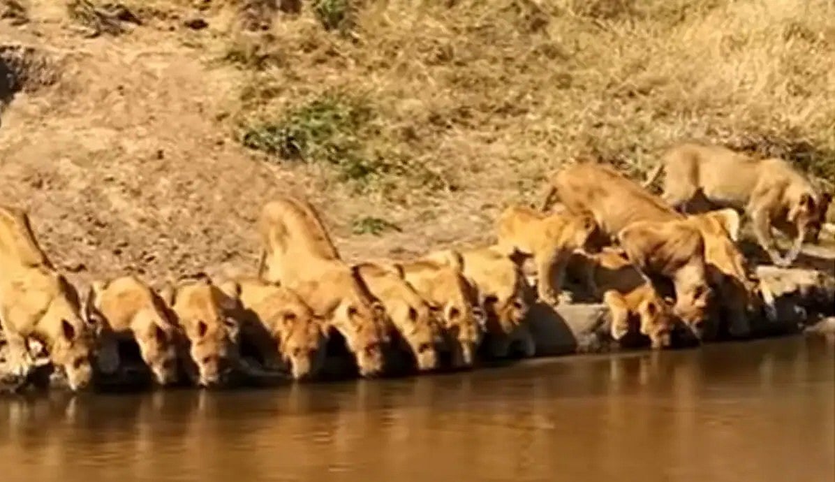 ছবি: লেটেস্টসাইটিংস.কমে প্রকাশিত ভিডিওর স্ক্রিন শট
