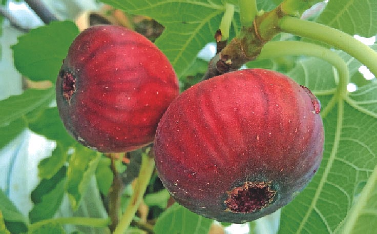 ছবি: রুবাইত আরা