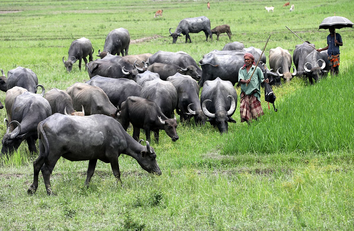 যমুনার চরাঞ্চলে উজানের ঢলের পানি থাকায় বাথানের মহিষের পাল চরানো হচ্ছে ডাঙায়