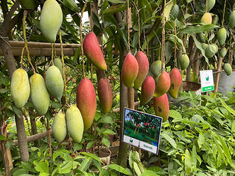 নজর কাড়ে লাল রঙের এই আম