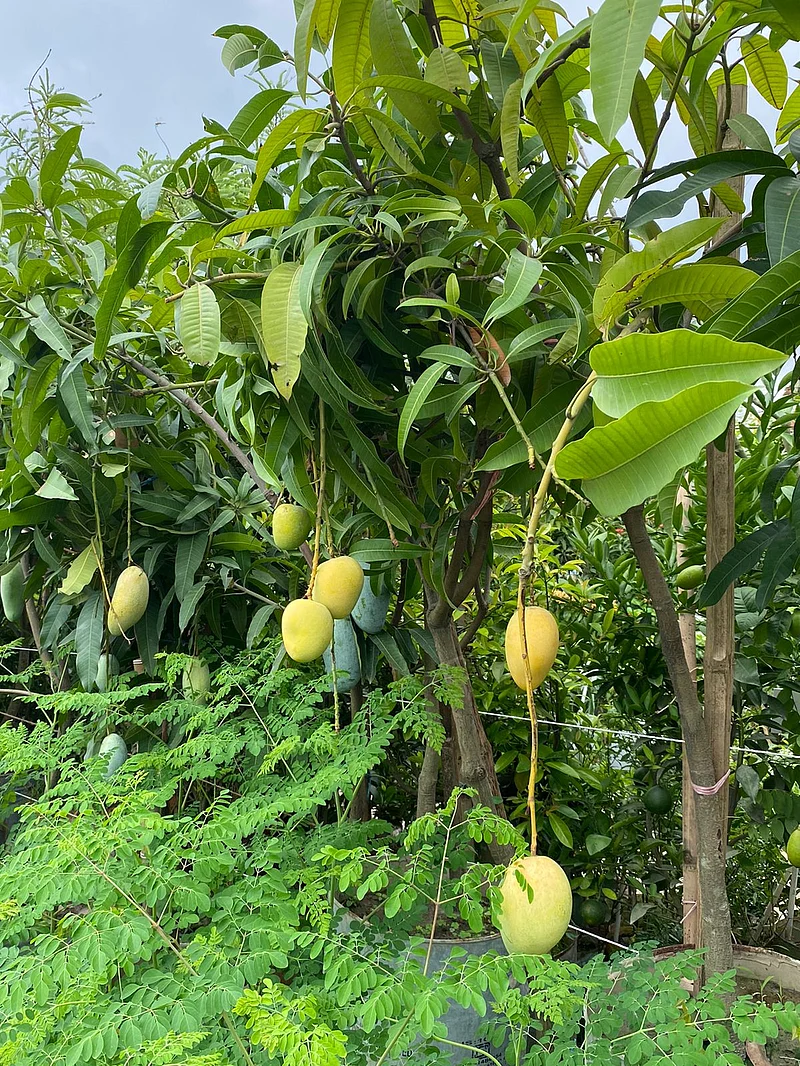 গাছেই হলুদ হয়ে গেছে আম