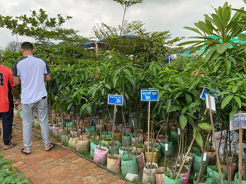 সারি সারি করে সাজানো রয়েছে আমের চারা